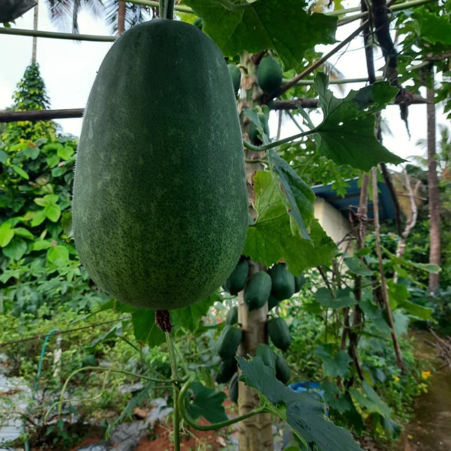 Jasmine Land Homestay Udupi Zewnętrze zdjęcie